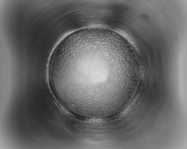 X0000096991094200802081423