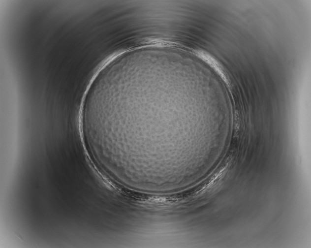 X0000096991098200802081423