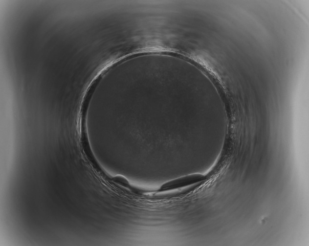 X0000096991173200802081422
