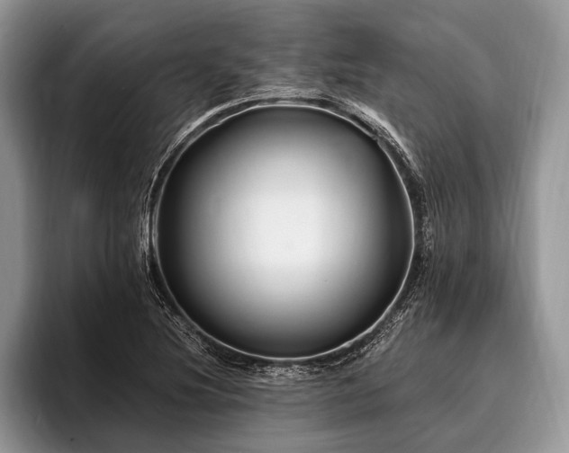 X0000096991220200802081421