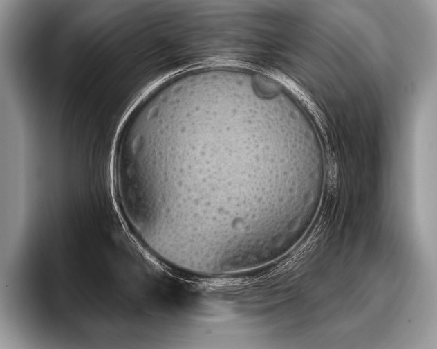 X0000096991294200802081420