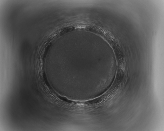 X0000096991445200802081418