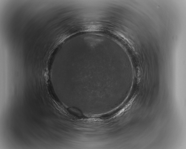 X0000096991449200802081418
