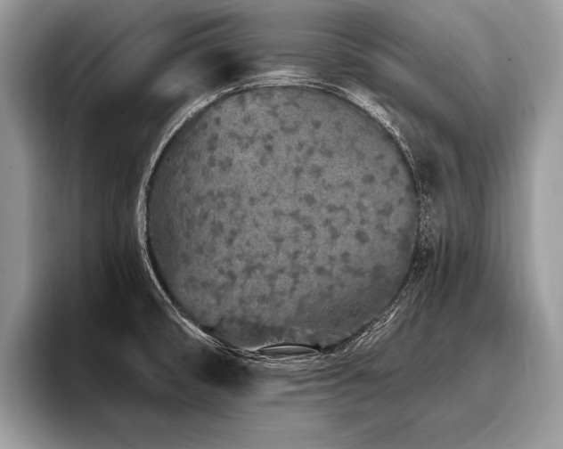 X0000096991474200802081417