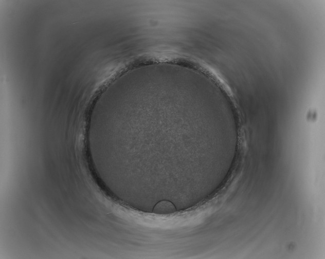 X0000096990018200802151402