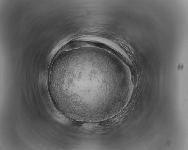 X0000096990051200802151401