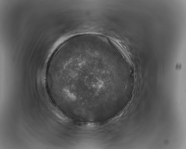 X0000096990056200802151401
