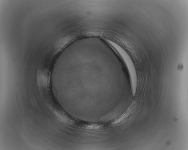 X0000096990168200802151400