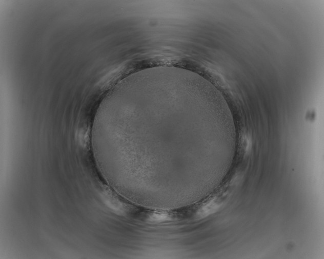 X0000096990177200802151400