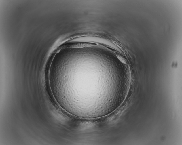 X0000096990198200802151400