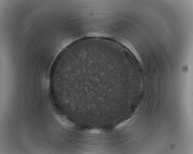 X0000096990204200802151359