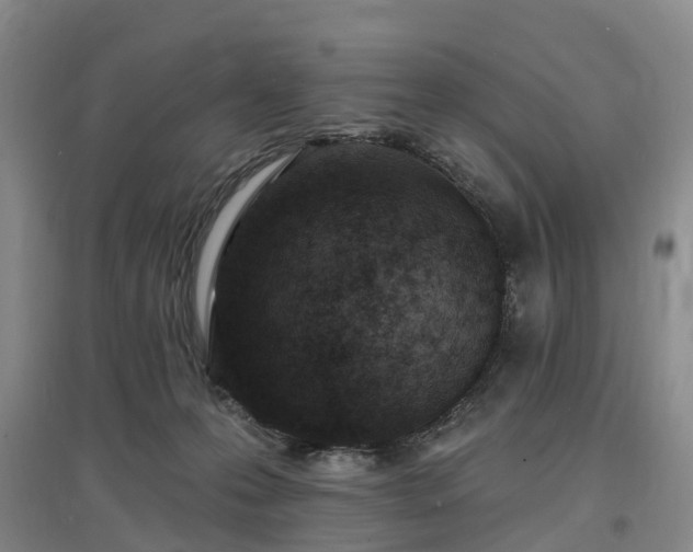 X0000096990223200802151359