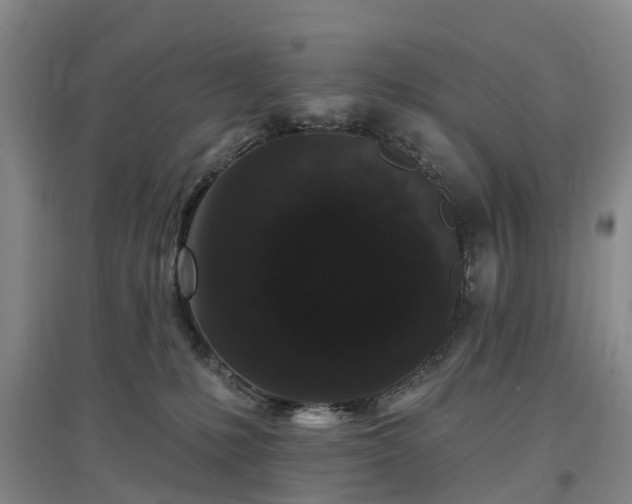 X0000096990231200802151359
