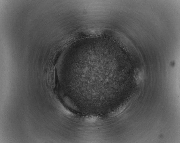 X0000096990235200802151359