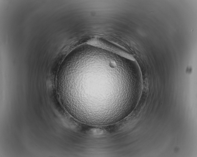 X0000096990272200802151359
