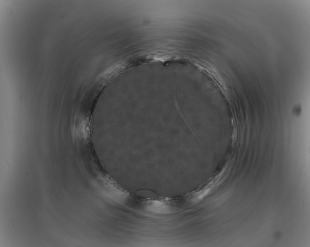 X0000096990285200802151359