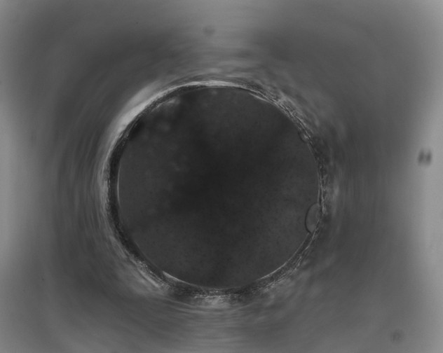 X0000096990295200802151358