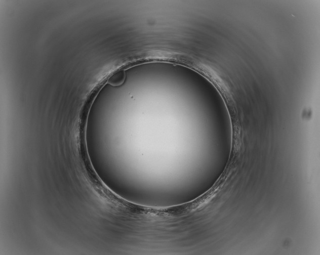 X0000096990346200802151357