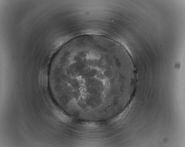 X0000096990349200802151357