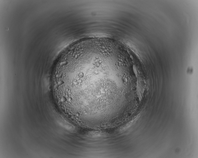 X0000096990351200802151357