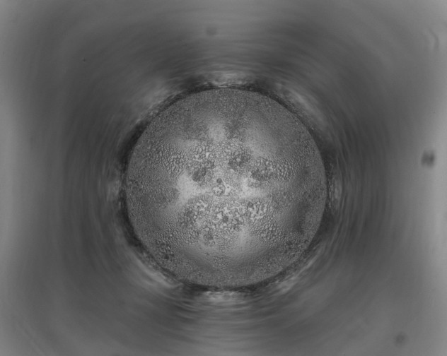 X0000096990367200802151357