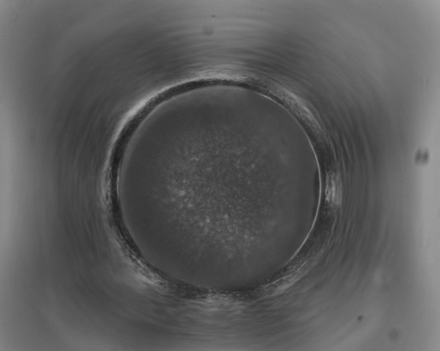 X0000096990388200802151357