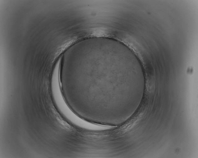 X0000096990393200802151357