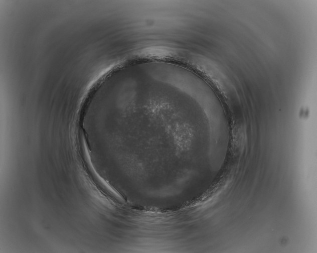 X0000096990399200802151357