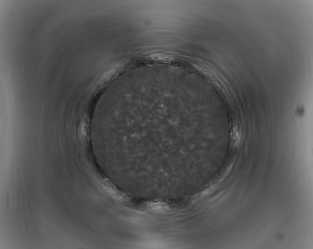 X0000096990424200802151356