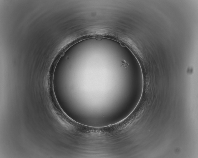 X0000096990439200802151356