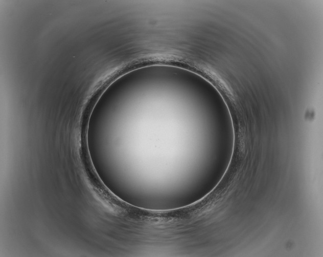 X0000096990486200802151355