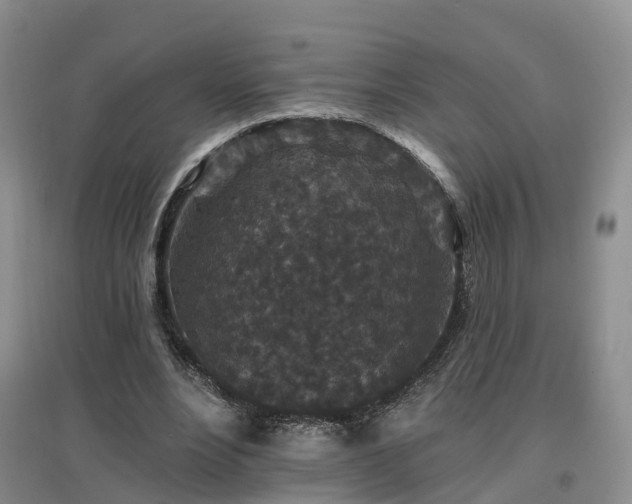 X0000096990488200802151355