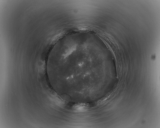 X0000096990563200802151355