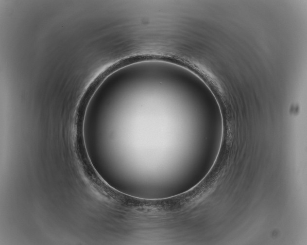 X0000096990580200802151354