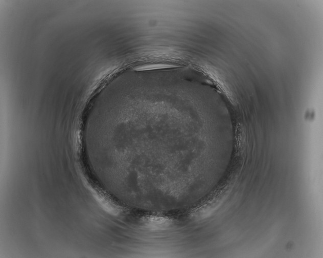 X0000096990590200802151354