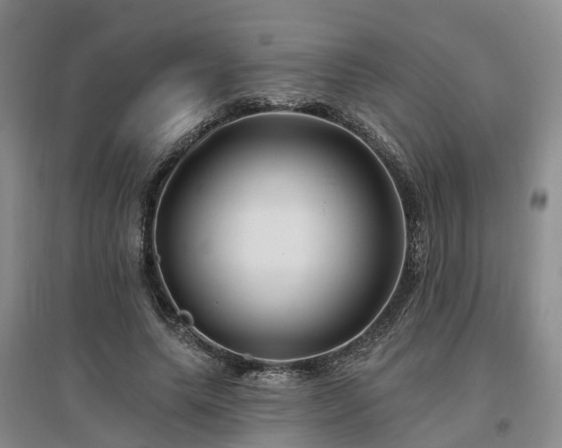 X0000096990639200802151353