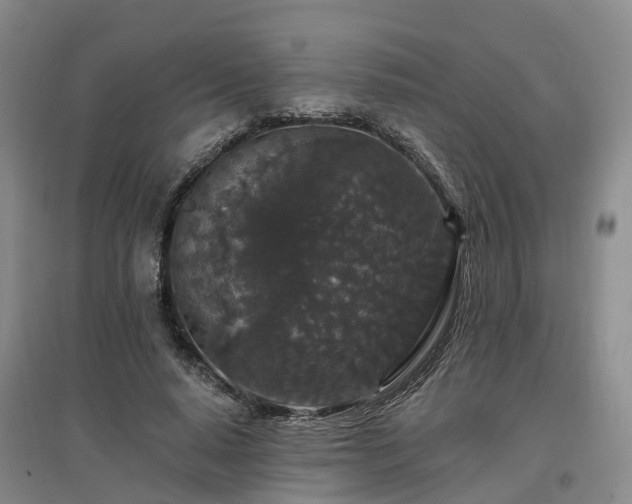 X0000096990640200802151353