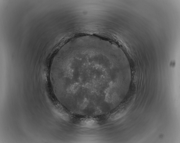X0000096990643200802151353