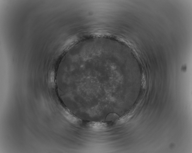 X0000096990670200802151353