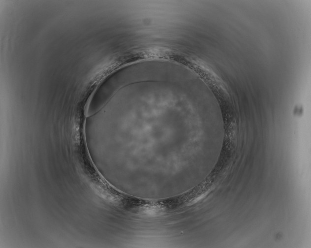 X0000096990696200802151353