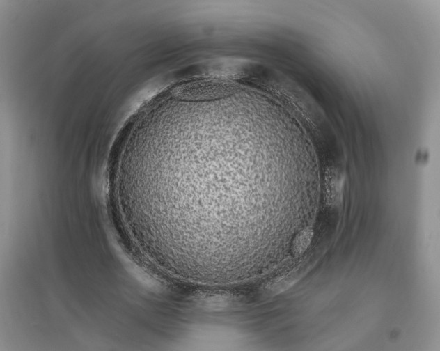 X0000096990726200802151352