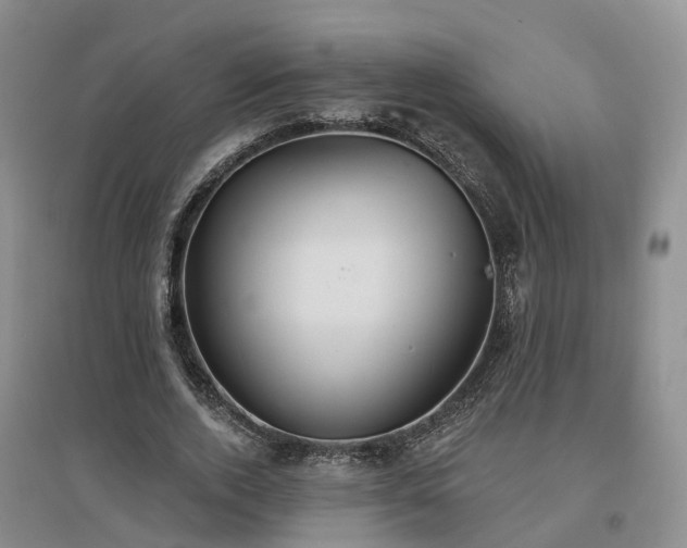 X0000096990728200802151352