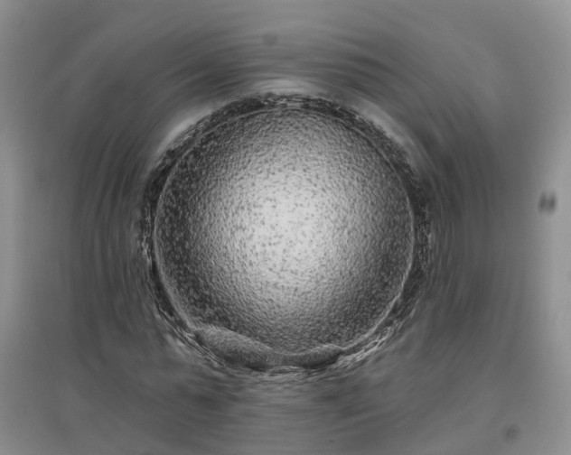 X0000096990775200802151351