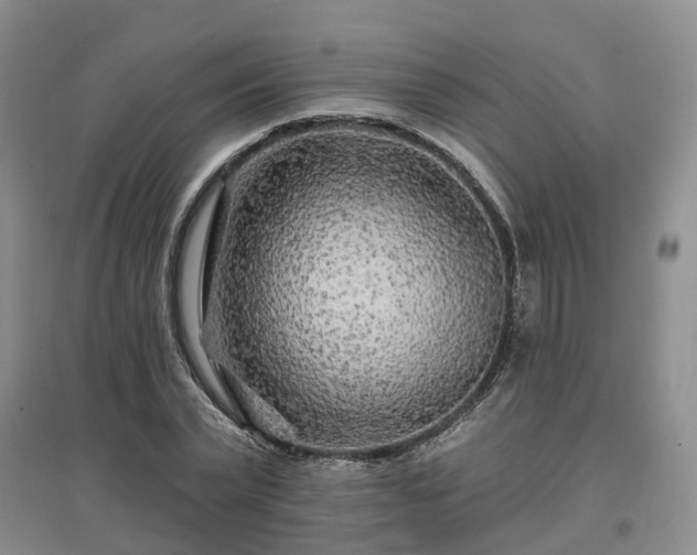 X0000096990783200802151351