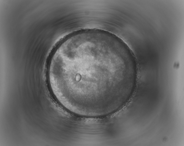 X0000096990832200802151350