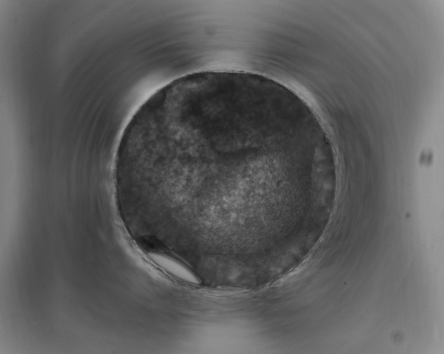 X0000096990864200802151351