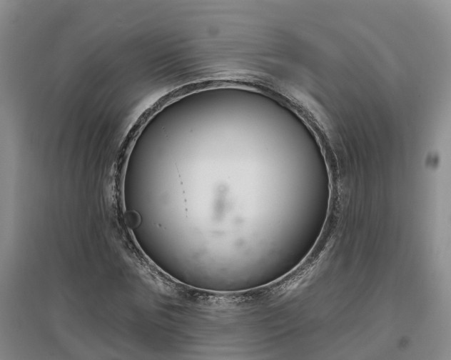 X0000096990875200802151350