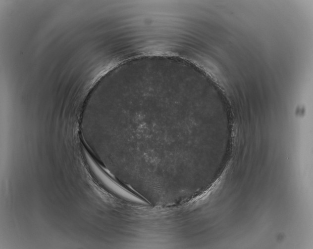 X0000096990881200802151350