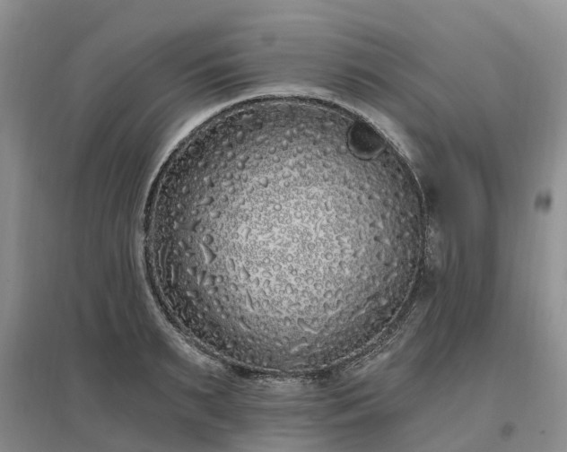 X0000096990895200802151350