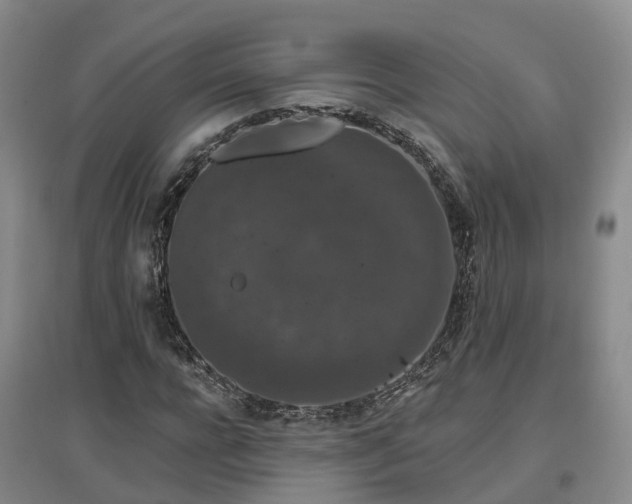 X0000096990920200802151349